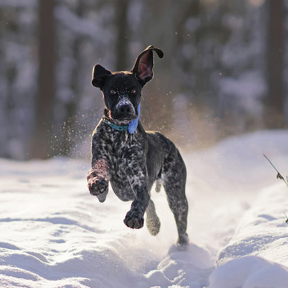German Shorthaired Pointer - Square Calendar 2026