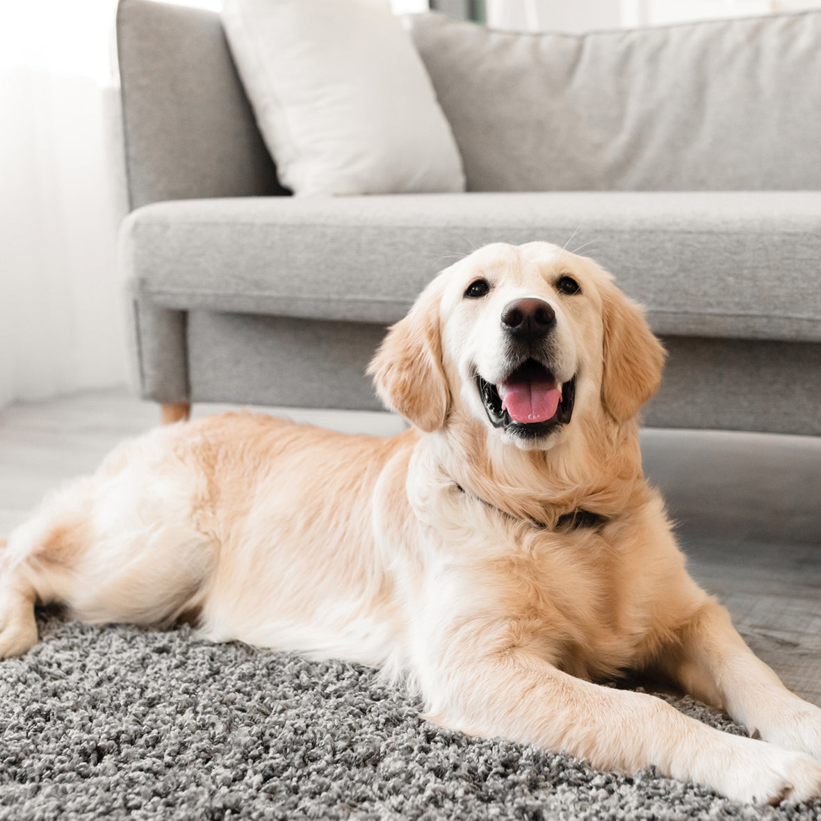 Golden Retriever - Square Calendar 2026