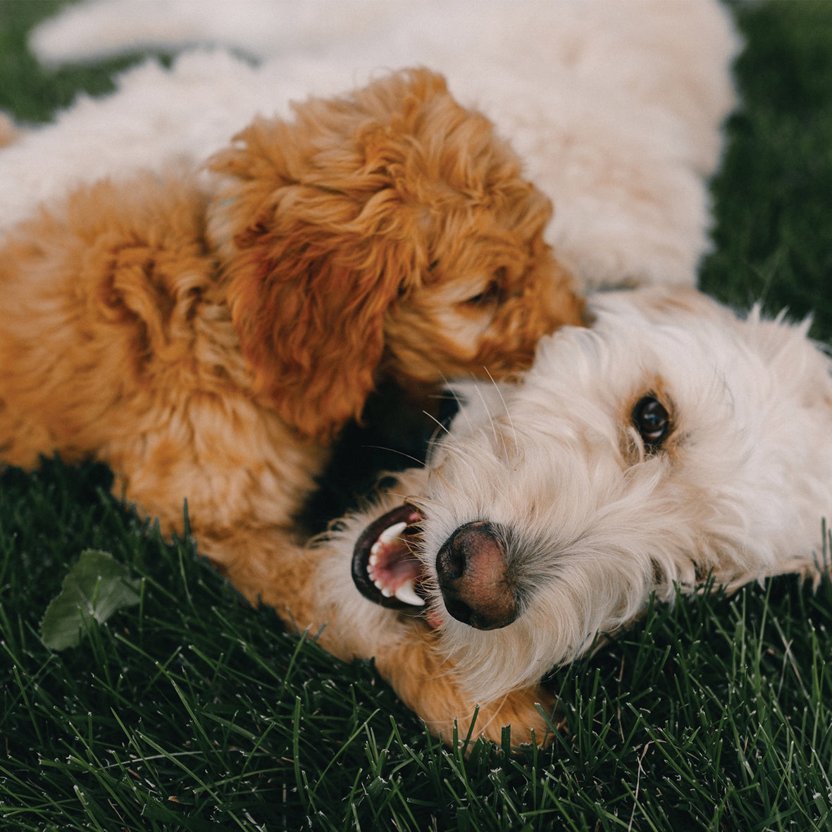 Goldendoodles - Square Calendar 2026