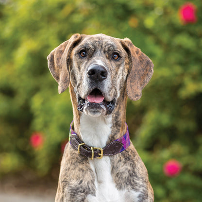 Great Dane - Square Calendar 2026