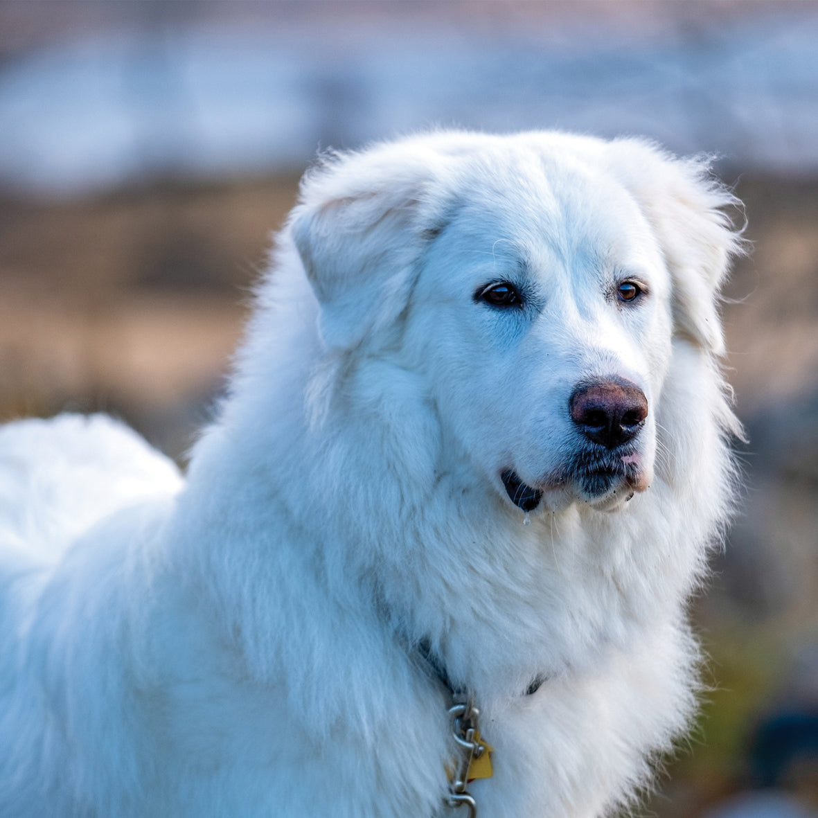 Great Pyrenees - Square Calendar 2026