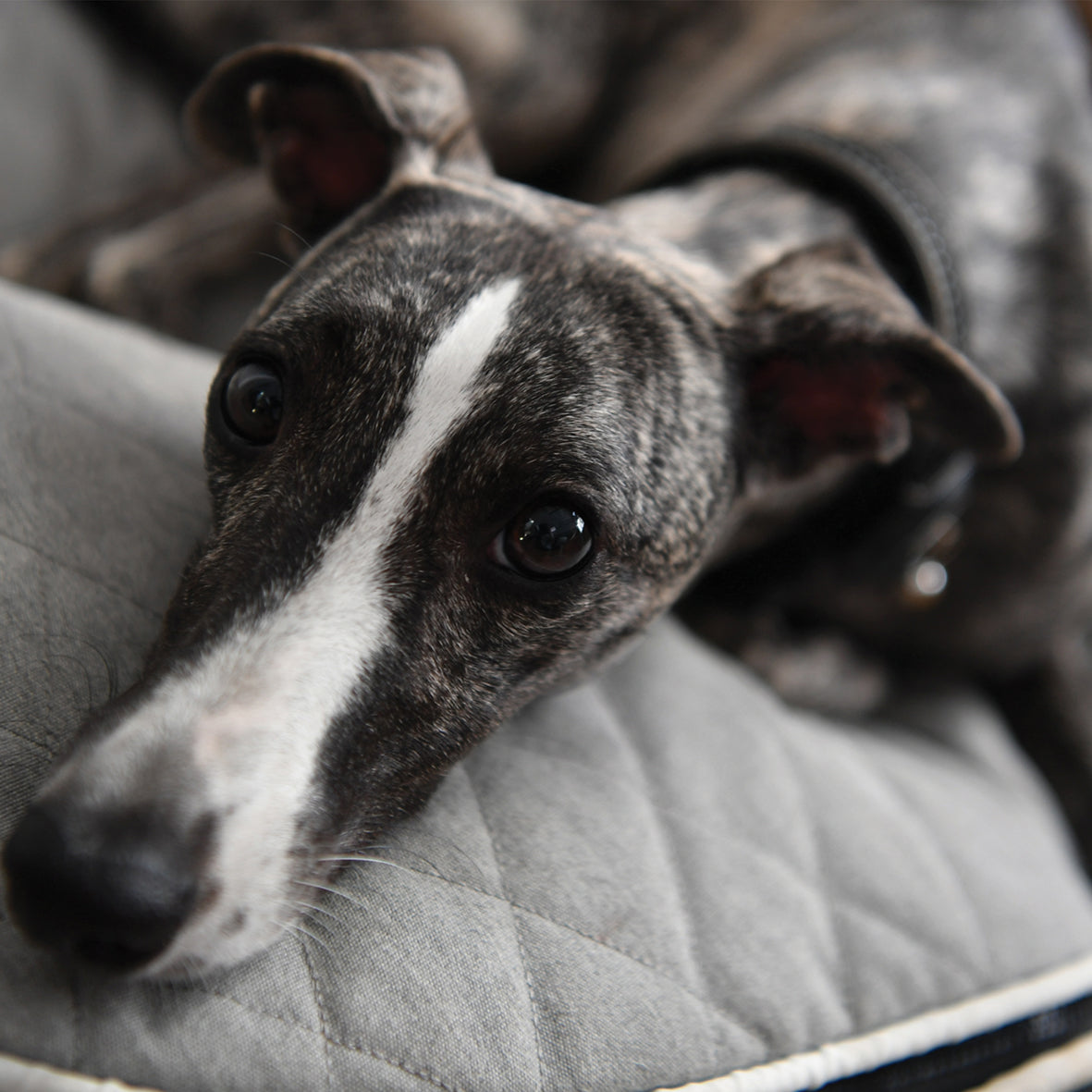 Greyhound - Square Calendar 2026