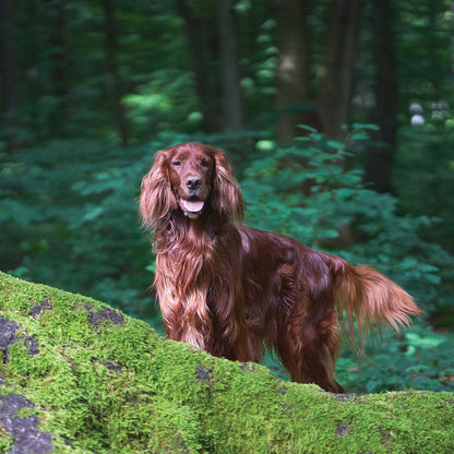 Irish Setter - Square Calendar 2026
