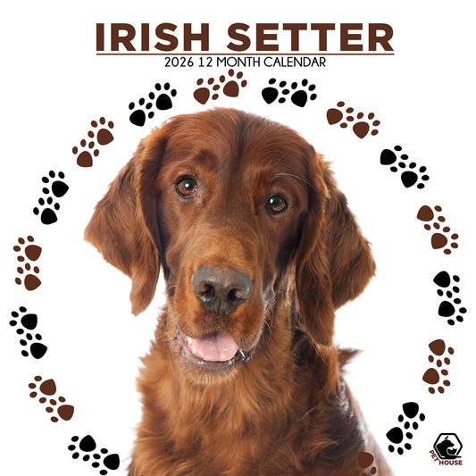 Irish Setter - Square Calendar 2026