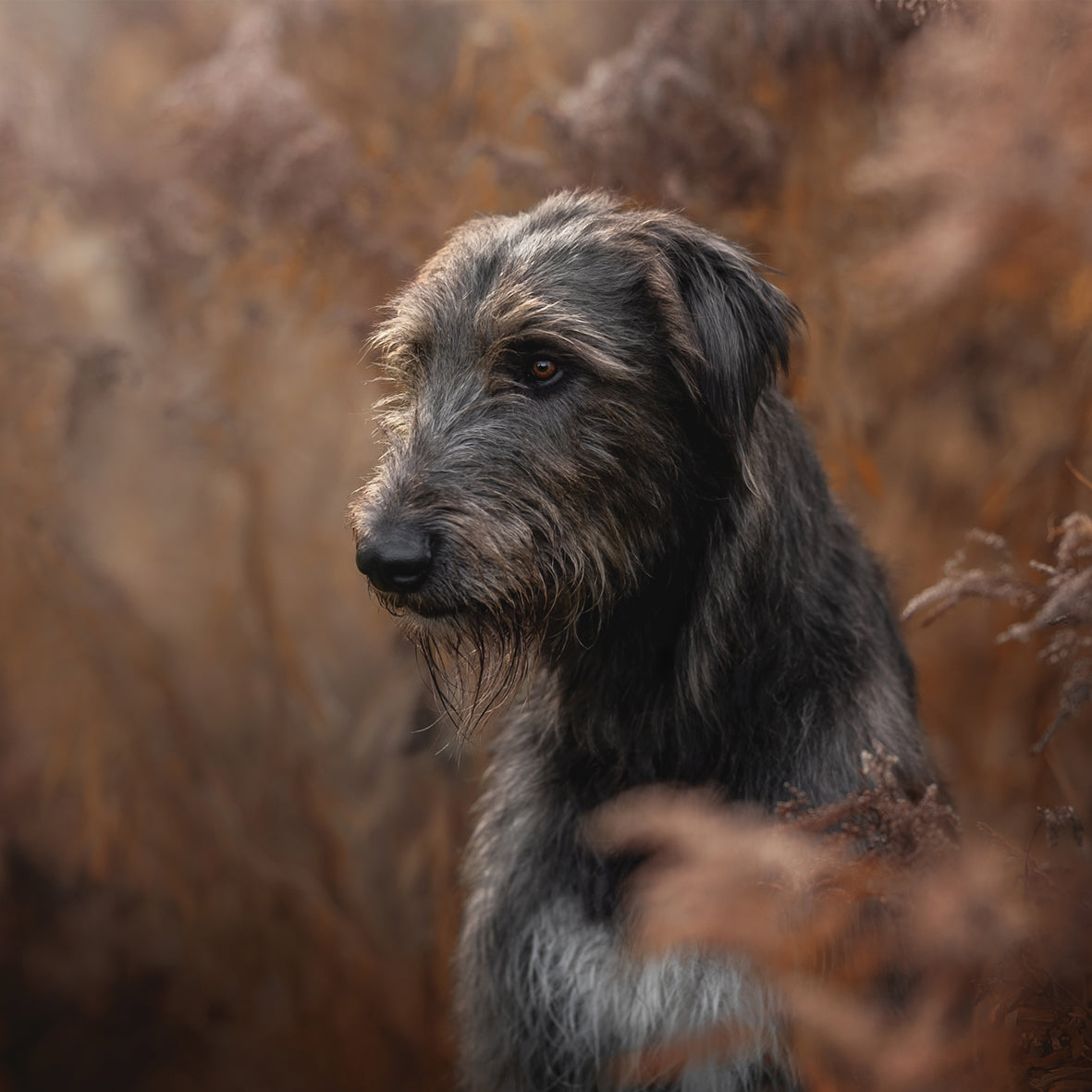 Irish Wolfhound - Square Calendar 2026
