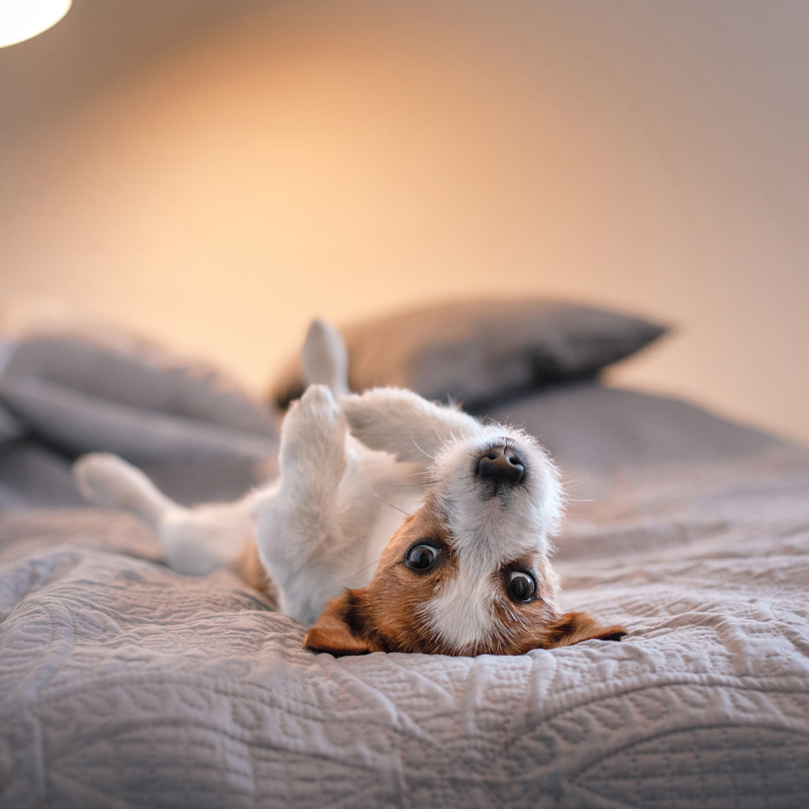 Jack Russell - Square Calendar 2026