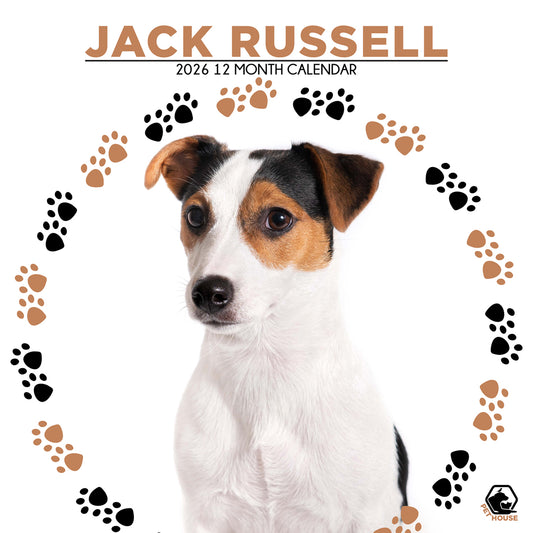 Jack Russell - Square Calendar 2026