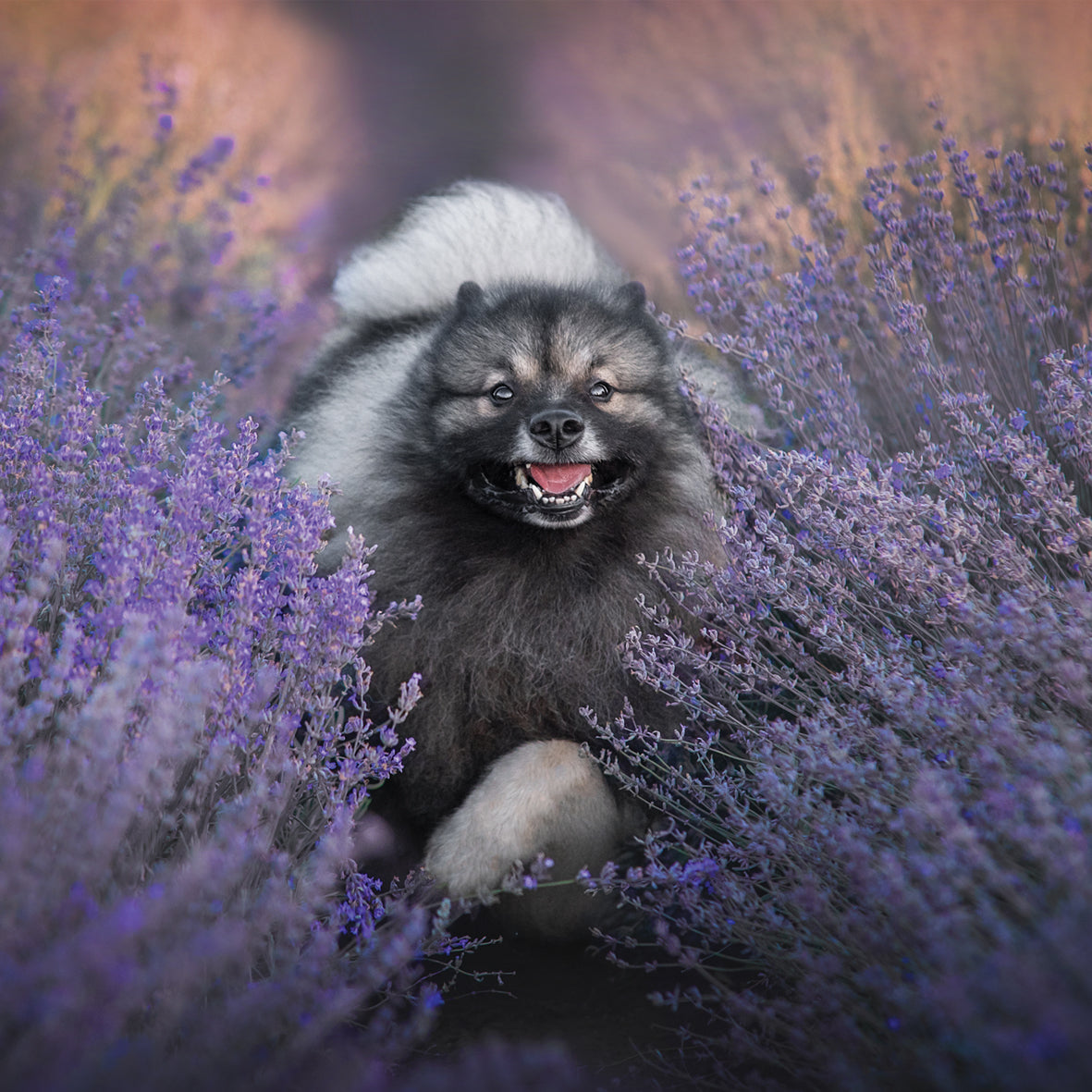 Keeshond - Square Calendar 2026
