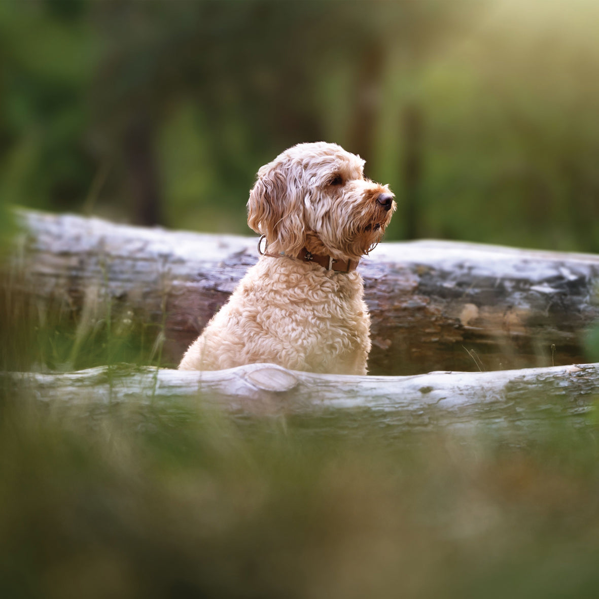 Labradoodle - Square Calendar 2026