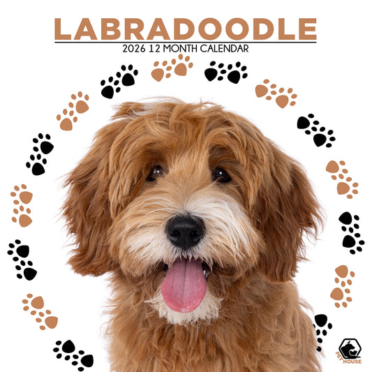 Labradoodle - Square Calendar 2026