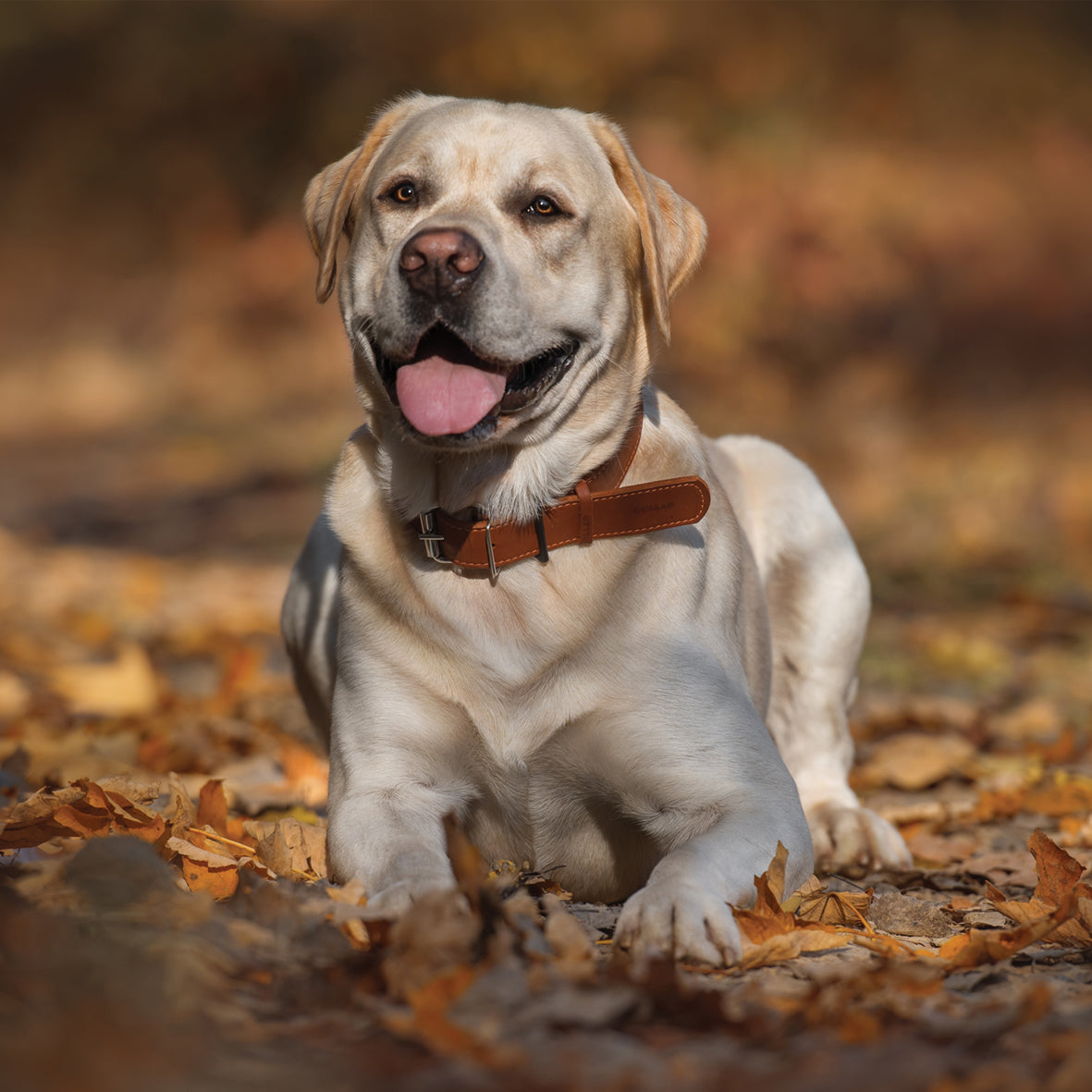 Labrador Retriever Yellow - Square Calendar 2026