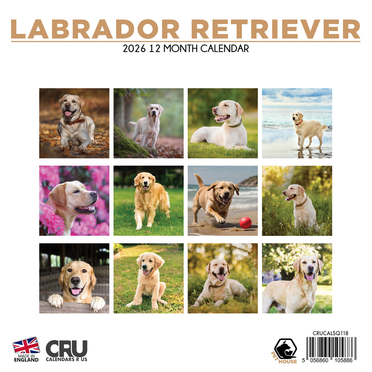 Labrador Retriever Yellow - Square Calendar 2026