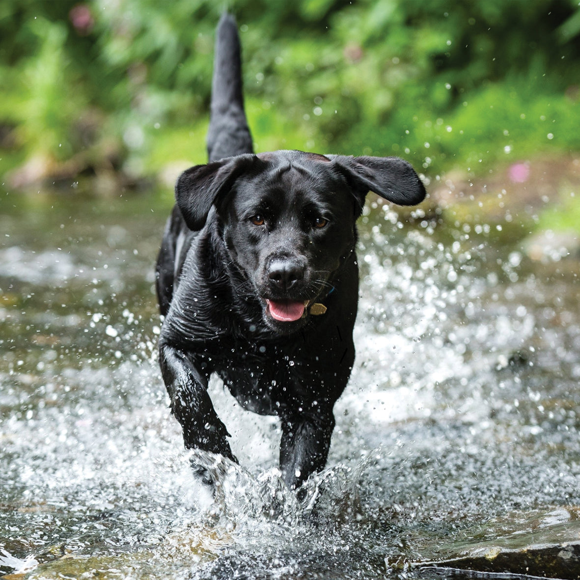 Labrador Retriever Black - Square Calendar 2026