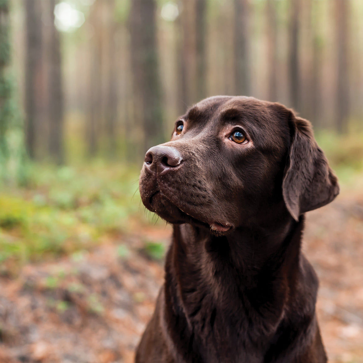 Labrador Retriever Choc - Square Calendar 2026