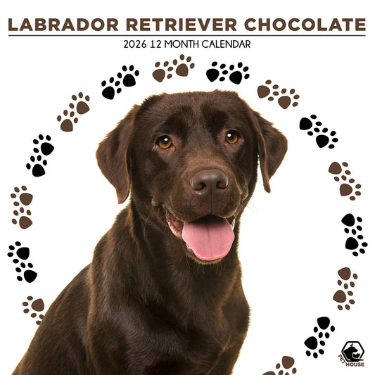 Labrador Retriever Choc - Square Calendar 2026