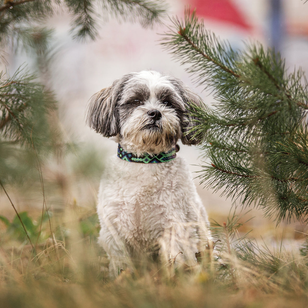 Lhasa Apso - Square Calendar 2026