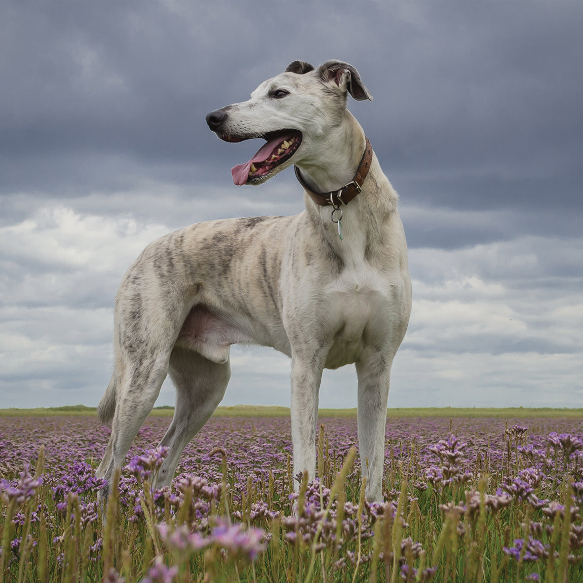 Lurcher - Square Calendar 2026