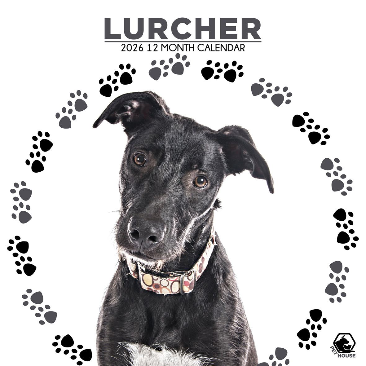 Lurcher - Square Calendar 2026