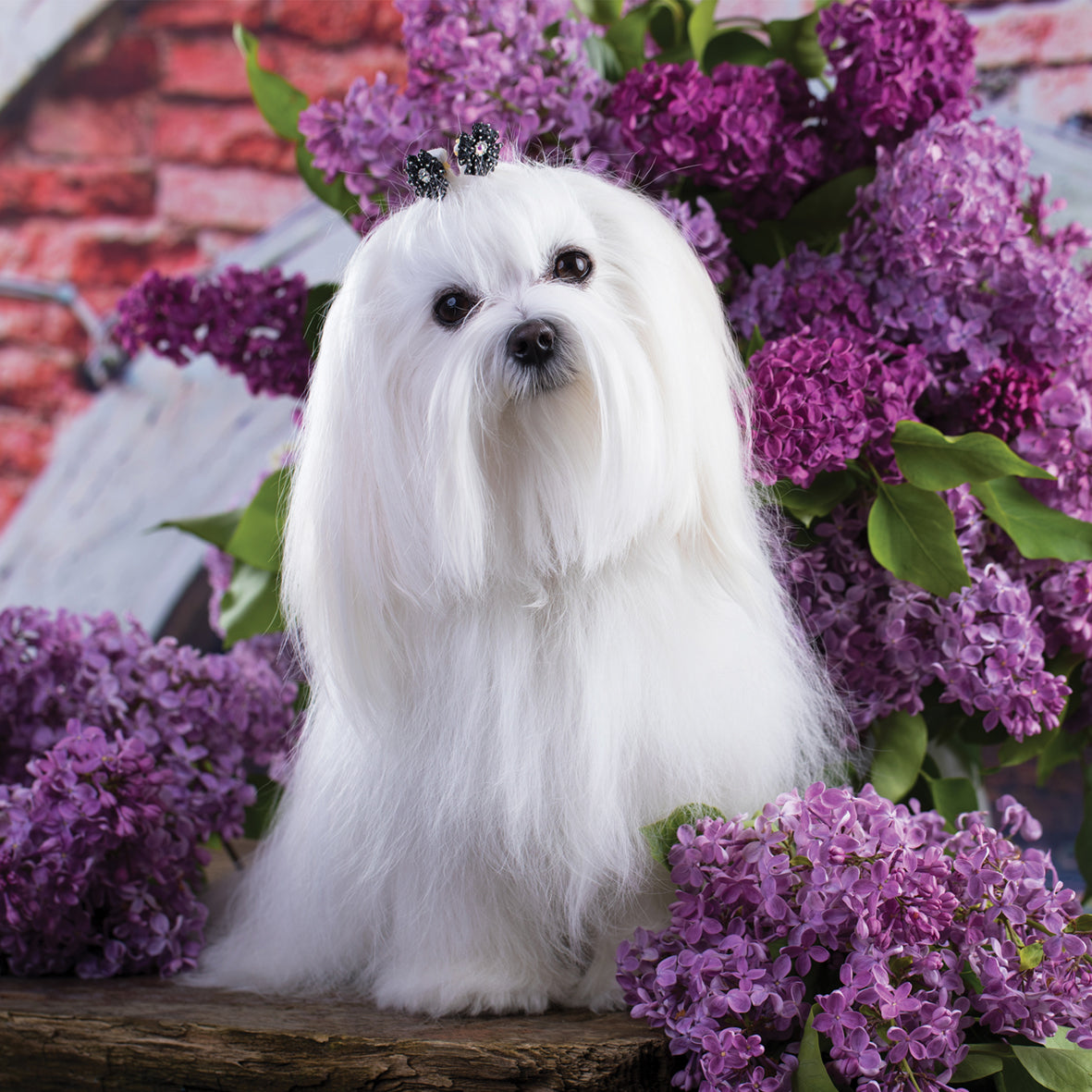 Maltese - Square Calendar 2026