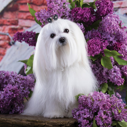 Maltese - Square Calendar 2026
