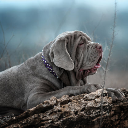 Mastiff - Square Calendar 2026