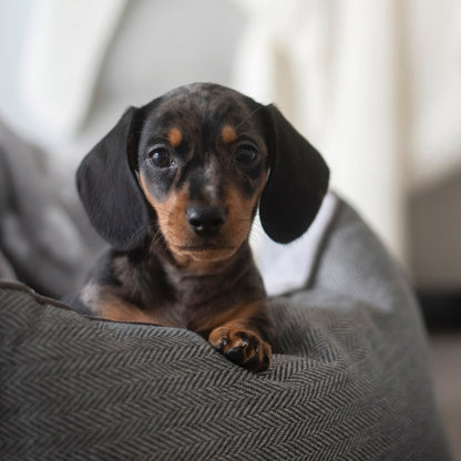 Miniature Dachshund - Square Calendar 2026