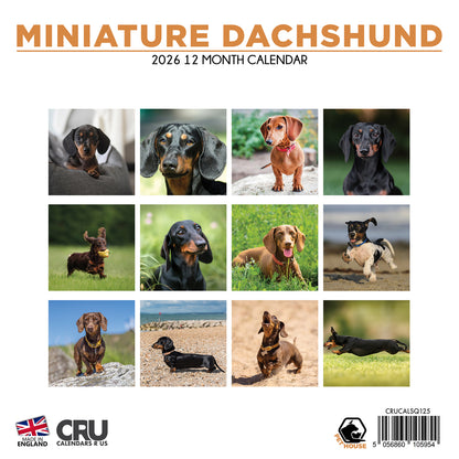 Miniature Dachshund - Square Calendar 2026