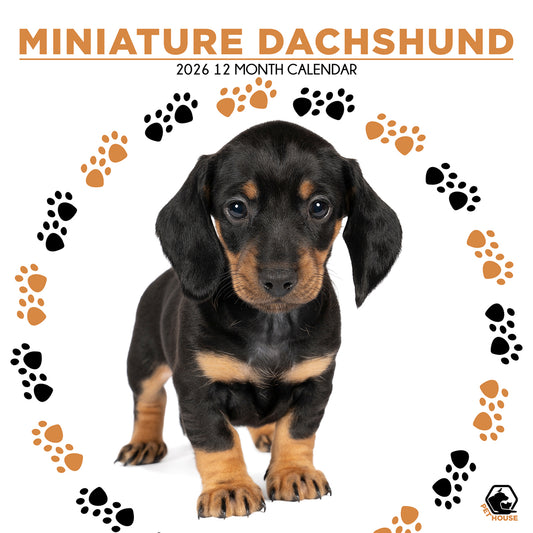 Miniature Dachshund - Square Calendar 2026