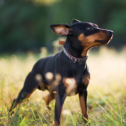 Miniature Pinscher - Square Calendar 2026