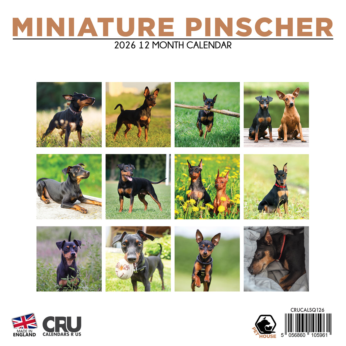 Miniature Pinscher - Square Calendar 2026