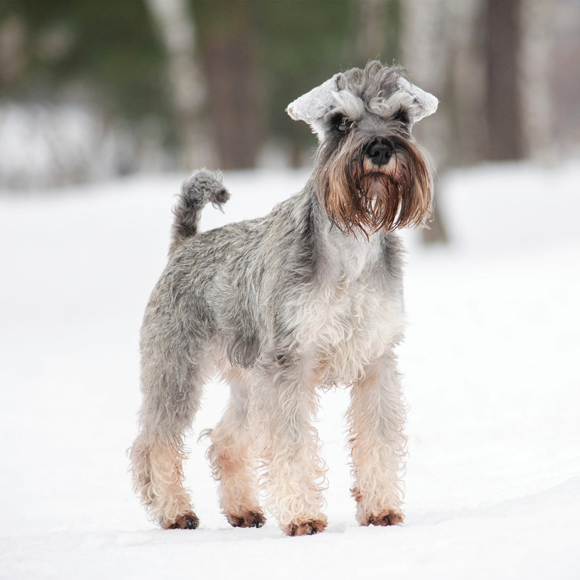 Miniature Schnauzer - Square Calendar 2026