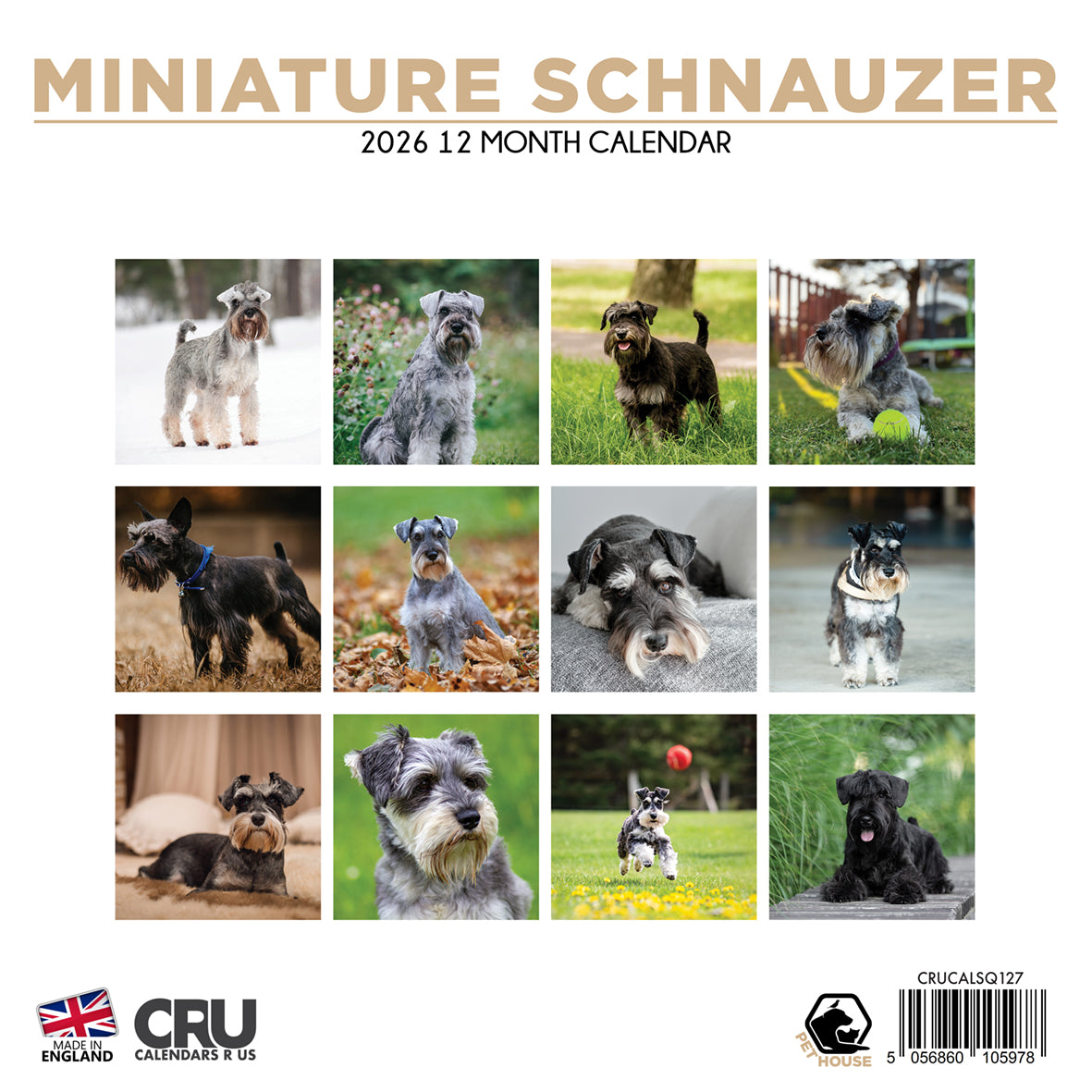 Miniature Schnauzer - Square Calendar 2026