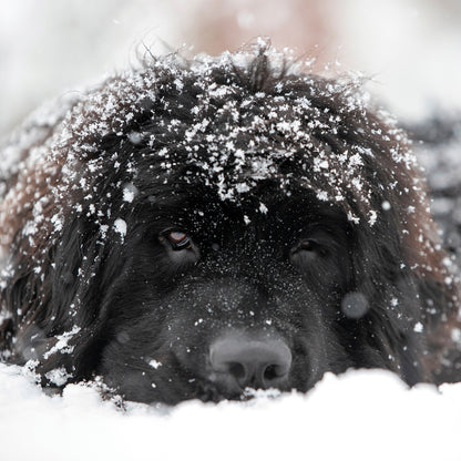 Newfoundland - Square Calendar 2026