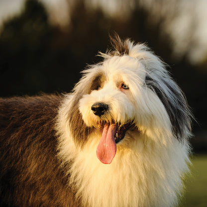 Old English Sheepdog - Square Calendar 2026