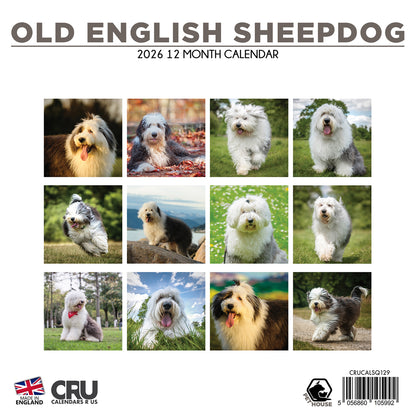 Old English Sheepdog - Square Calendar 2026