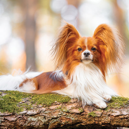 Papillon - Square Calendar 2026