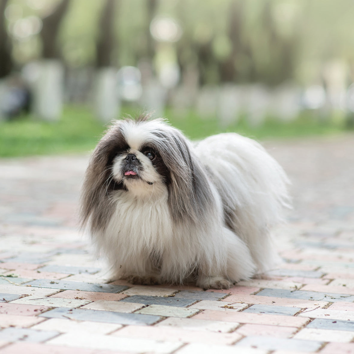 Pekingese - Square Calendar 2026
