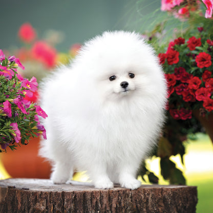 Pomeranian - Square Calendar 2026
