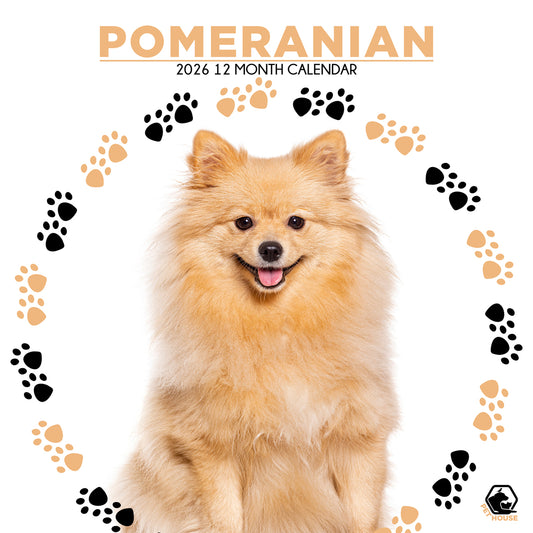 Pomeranian - Square Calendar 2026