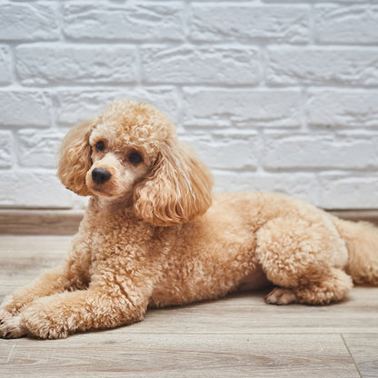 Poodle - Square Calendar 2026