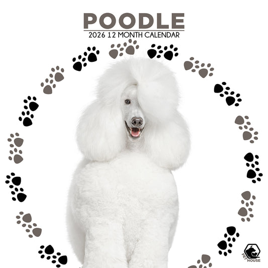 Poodle - Square Calendar 2026