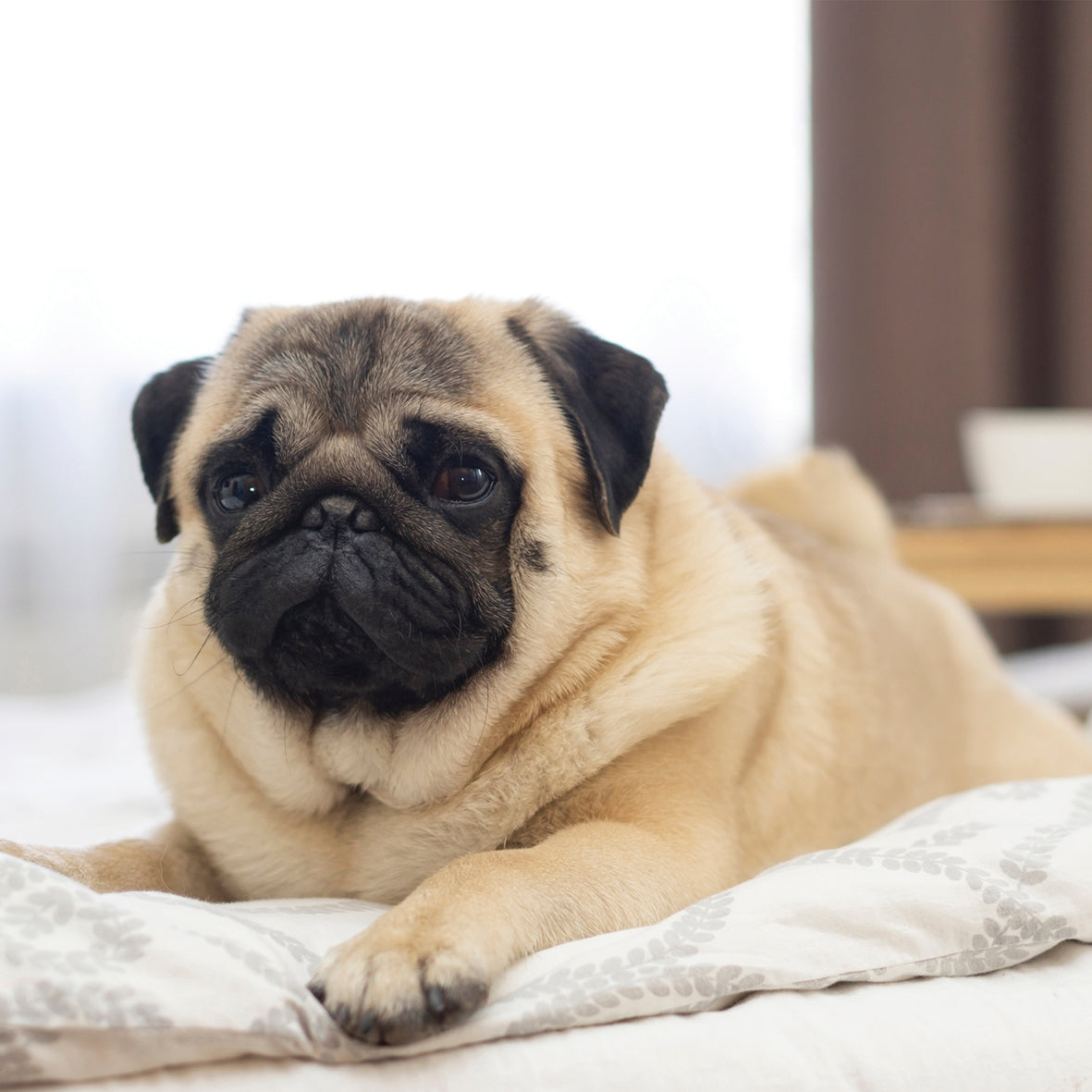 Pug Calendar - Square Calendar 2026