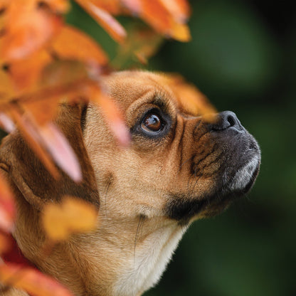 Puggle - Square Calendar 2026