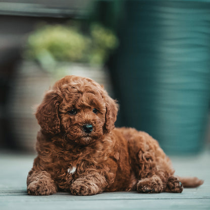 Puppies Calendar - Square Calendar 2026