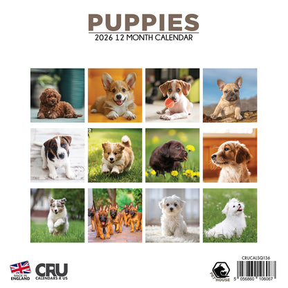 Puppies Calendar - Square Calendar 2026