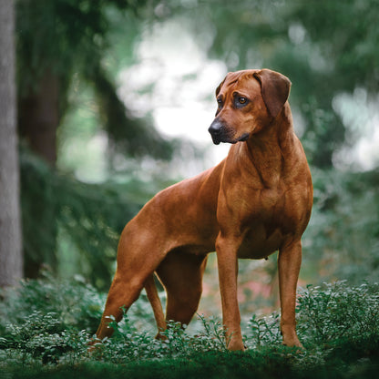 Rhodesian Ridgeback - Square Calendar 2026