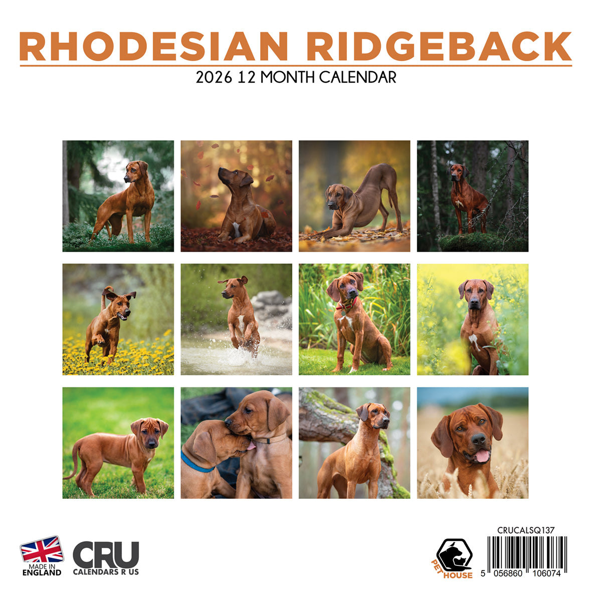 Rhodesian Ridgeback - Square Calendar 2026