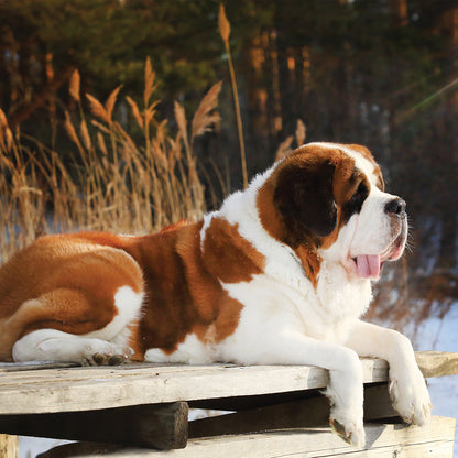 Saint Bernard - Square Calendar 2026