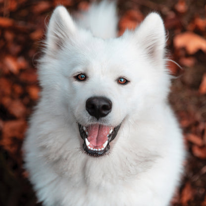 Samoyed - Square Calendar 2026