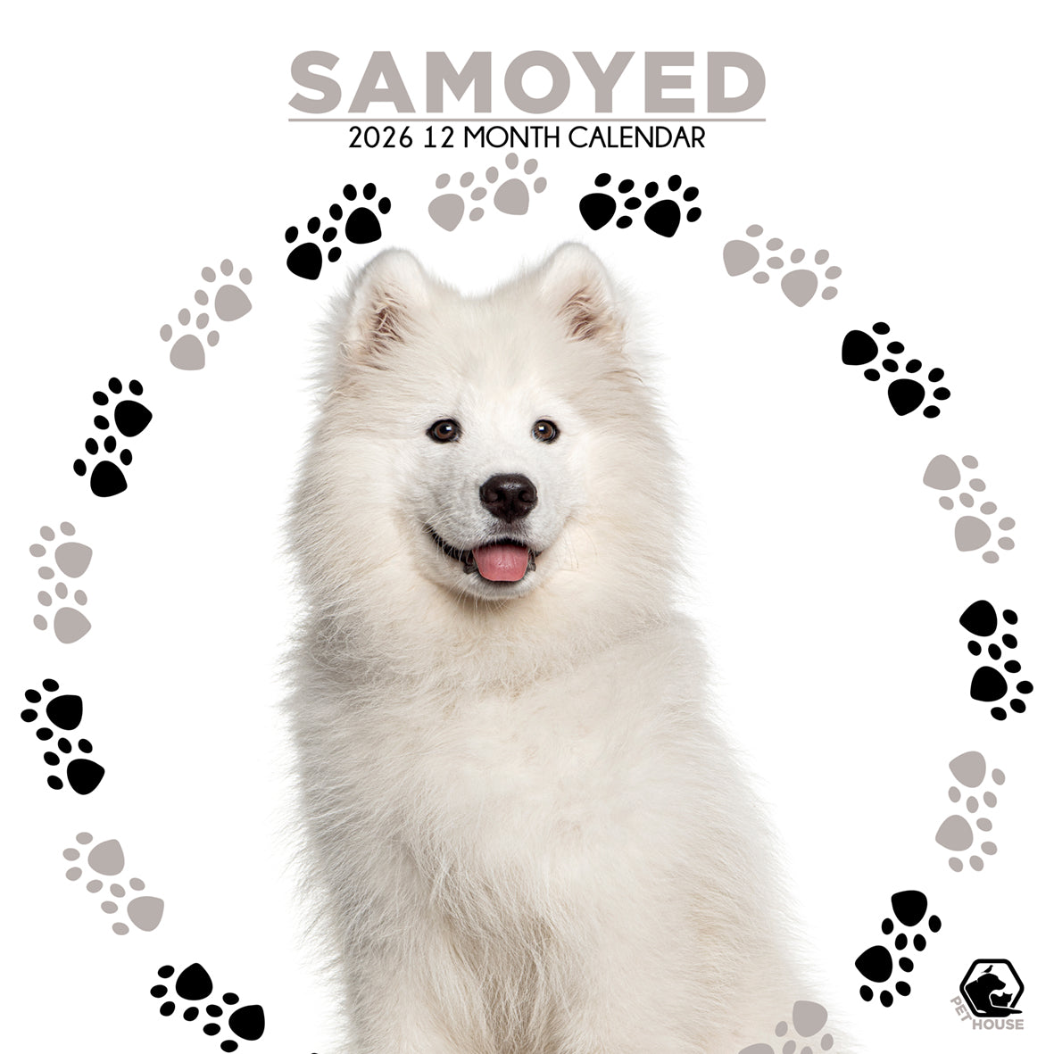 Samoyed - Square Calendar 2026